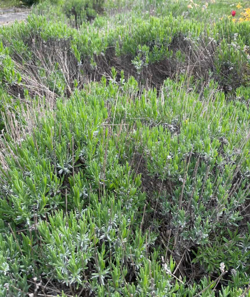 lavender bushes in a garden.
