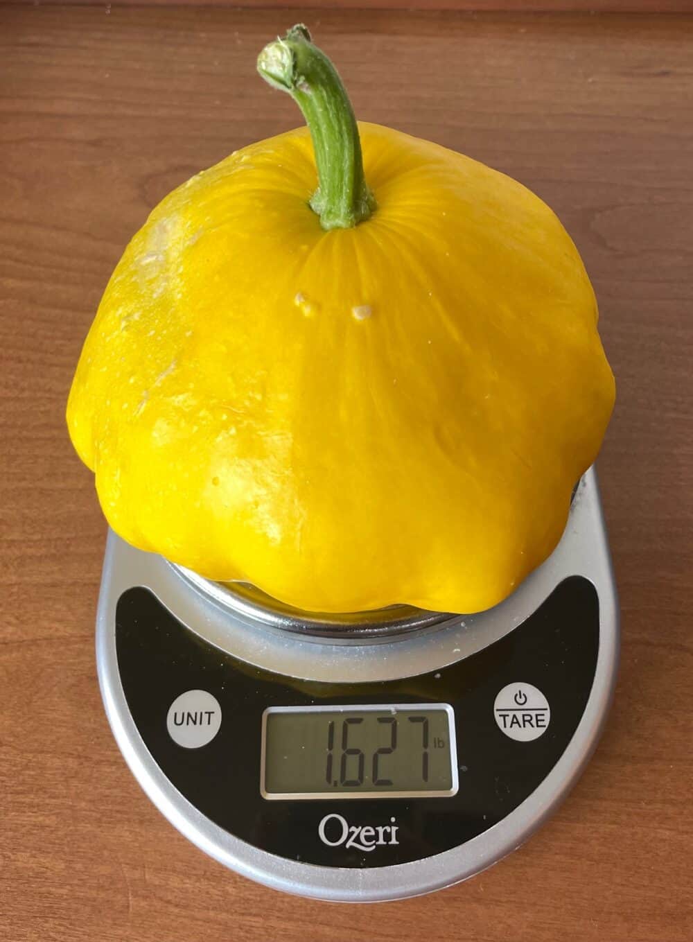 A patty pan squash on a scale reading over one and half pounds.
