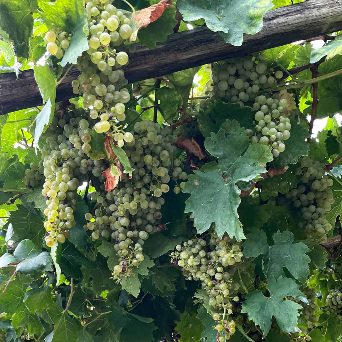 clusters of prosecco grapes on the vine.